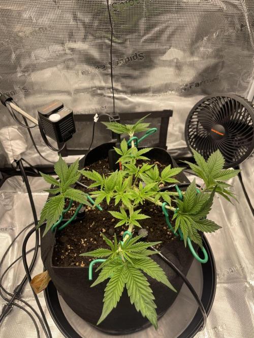 First 🌱💚. Week 4