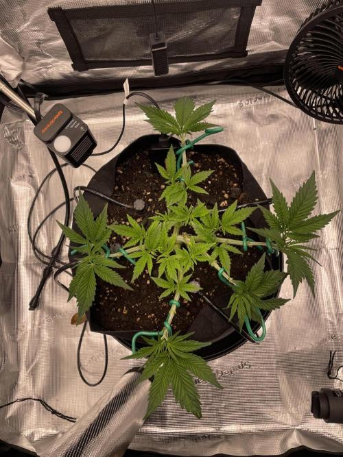 First 🌱💚. Week 4