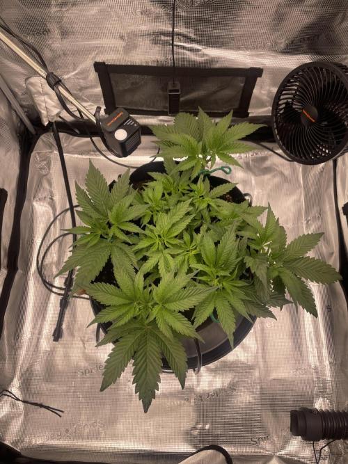 First 🌱💚. Week 5