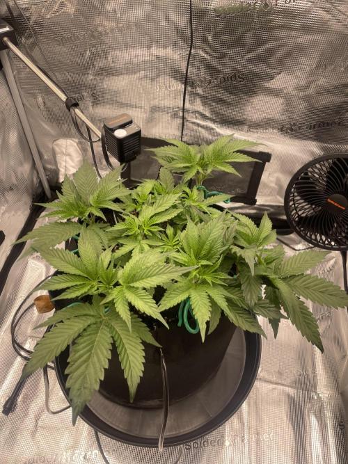 First 🌱💚. Week 5