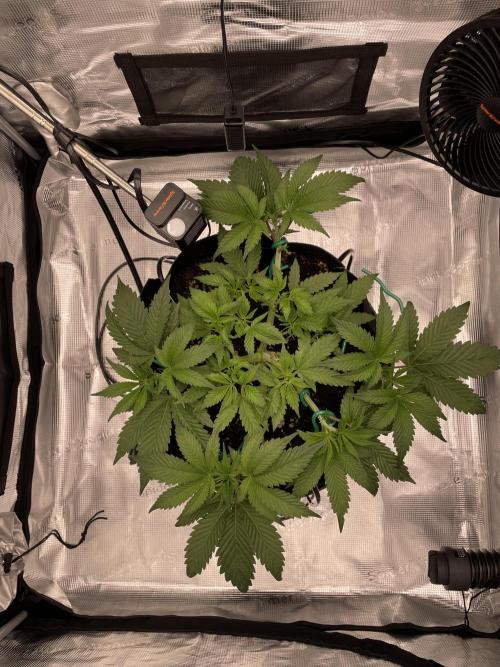 First 🌱💚. Week 5
