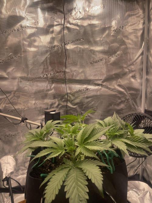 First 🌱💚. Week 5
