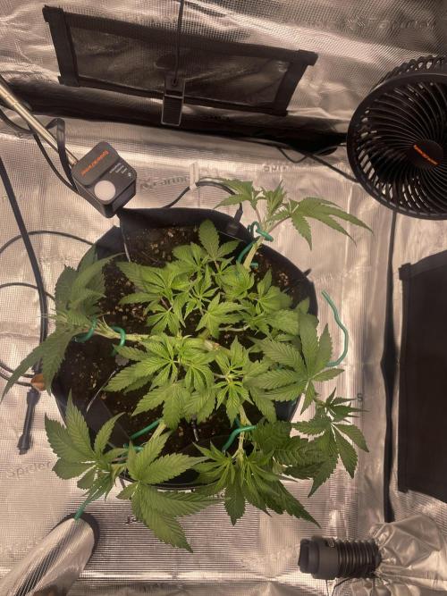 First 🌱💚. Week 5