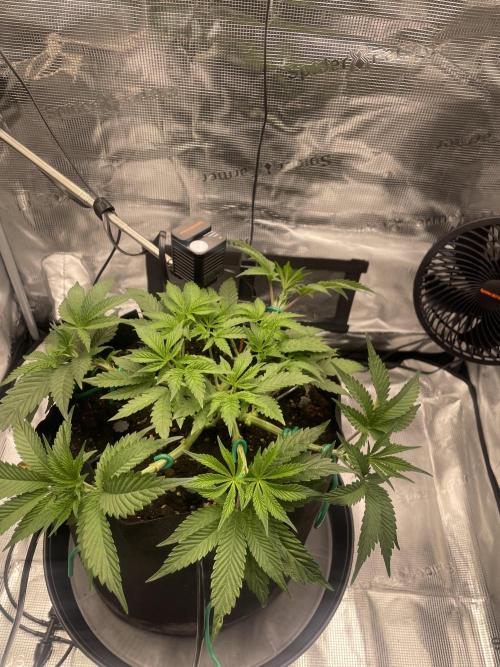First 🌱💚. Week 5