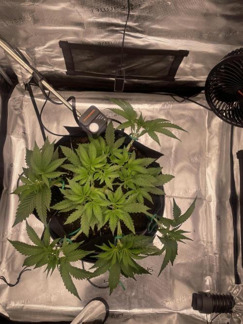 First 🌱💚. Week 5