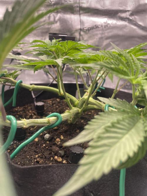 First 🌱💚. Week 5