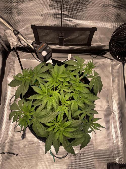 First 🌱💚. Week 5