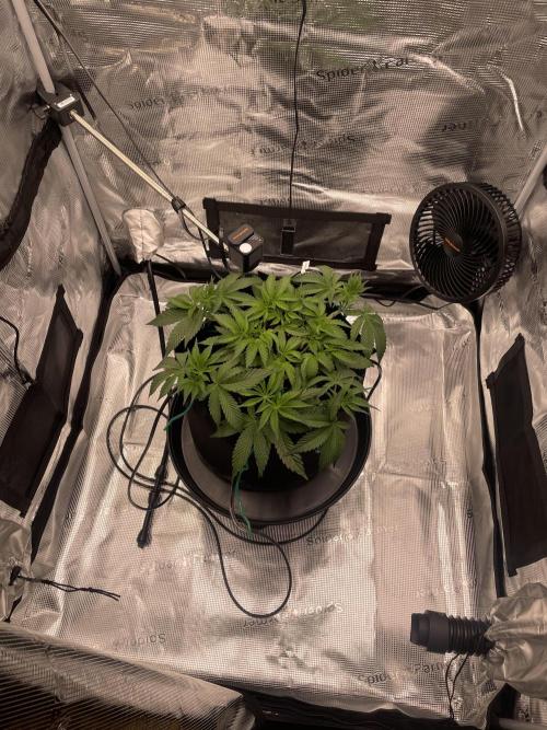 First 🌱💚. Week 5