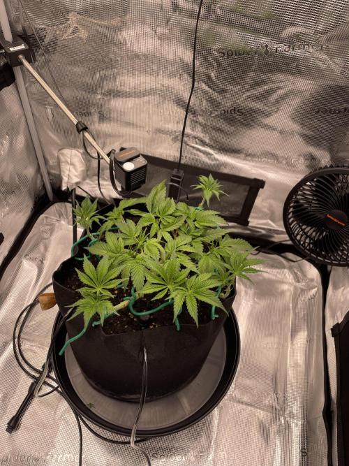 First 🌱💚. Week 5