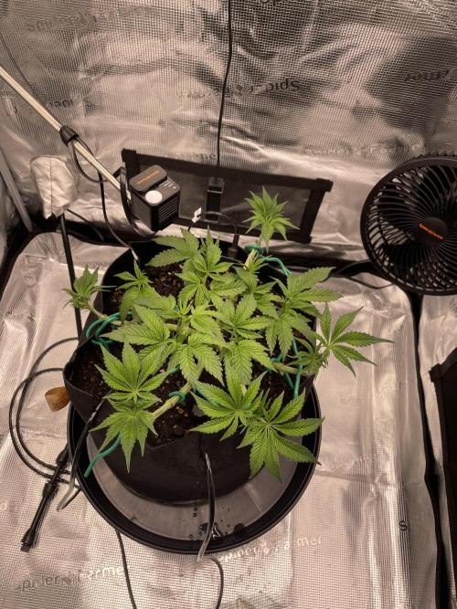 First 🌱💚. Week 5