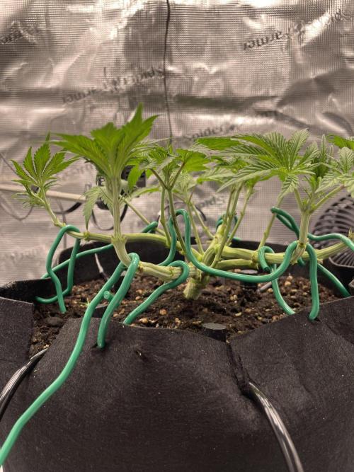 First 🌱💚. Week 5