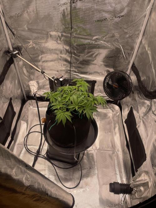 First 🌱💚. Week 5