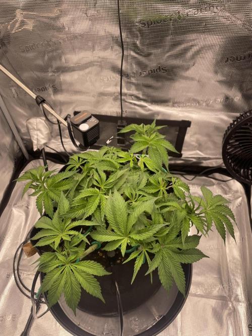 First 🌱💚. Week 5