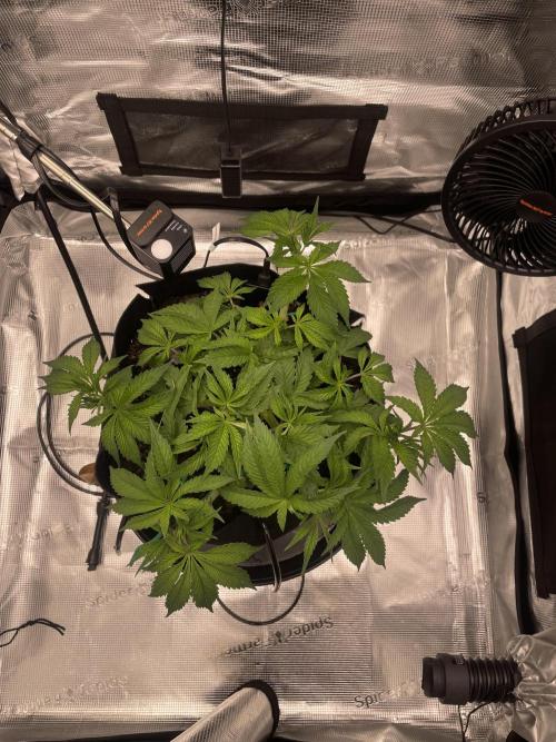 First 🌱💚. Week 5