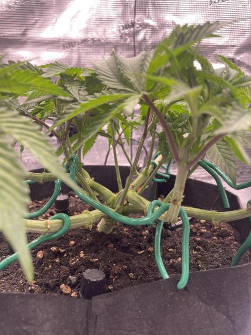 First 🌱💚. Week 5