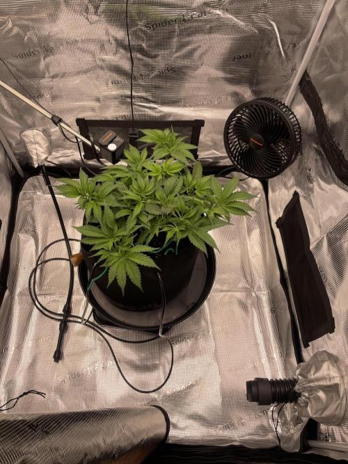 First 🌱💚. Week 6