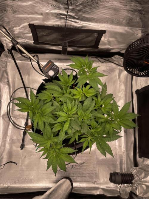 First 🌱💚. Week 6