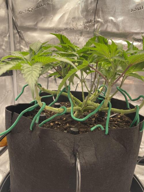 First 🌱💚. Week 6
