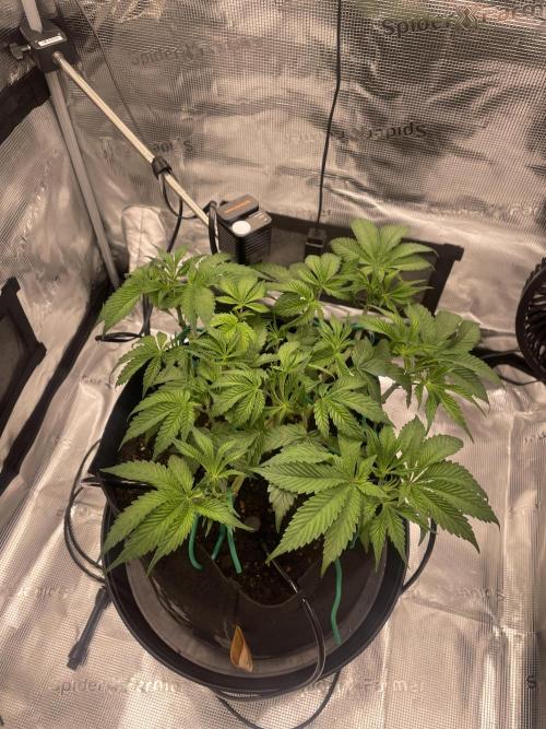 First 🌱💚. Week 6