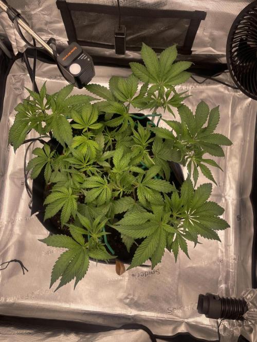 First 🌱💚. Week 6