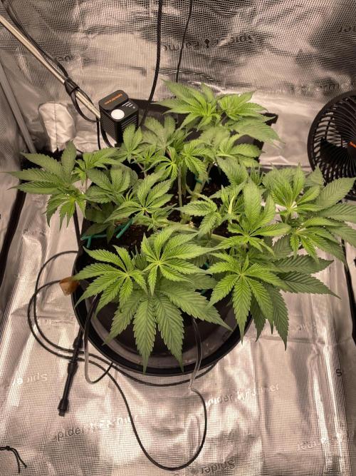 First 🌱💚. Week 6