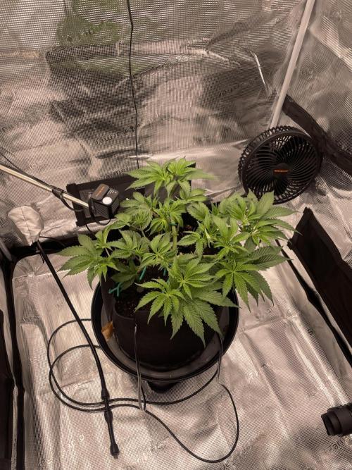 First 🌱💚. Week 6