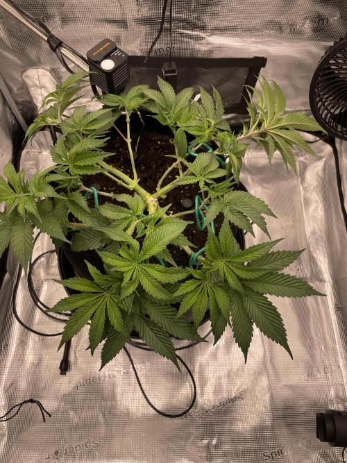 First 🌱💚. Week 6