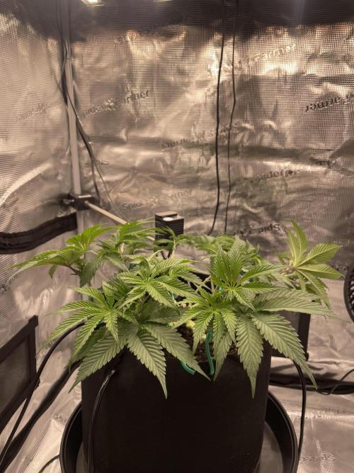 First 🌱💚. Week 6