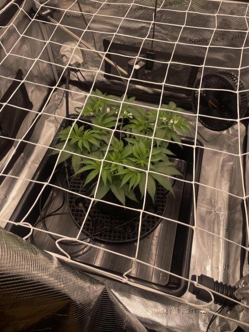 First 🌱💚. Week 6