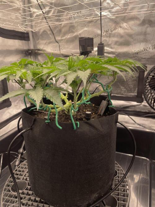 First 🌱💚. Week 6