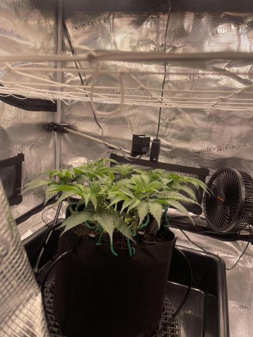 First 🌱💚. Week 6
