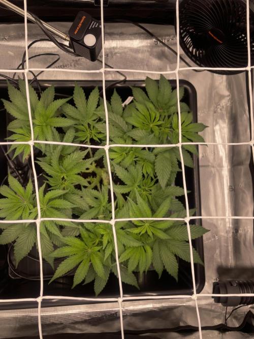 First 🌱💚. Week 6