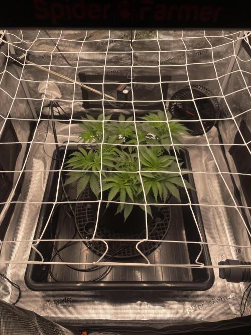First 🌱💚. Week 6