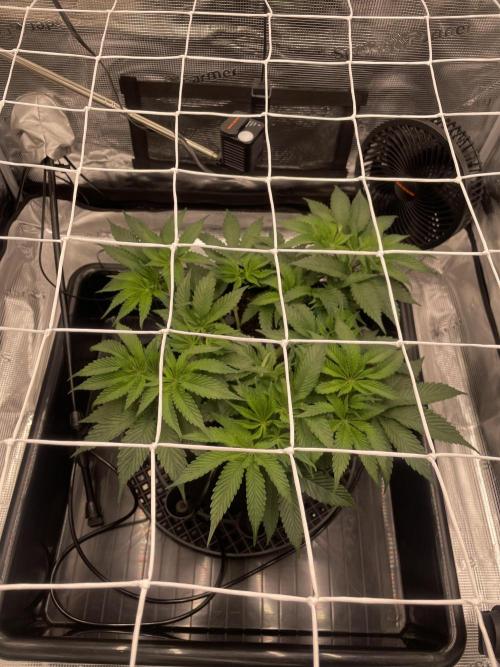 First 🌱💚. Week 6