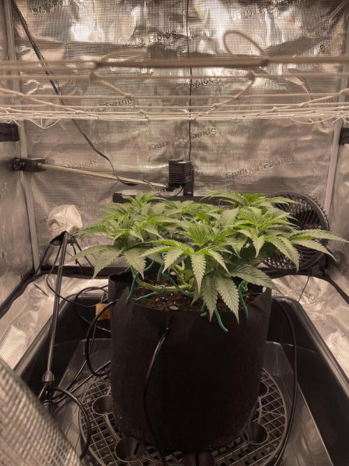 First 🌱💚. Week 6