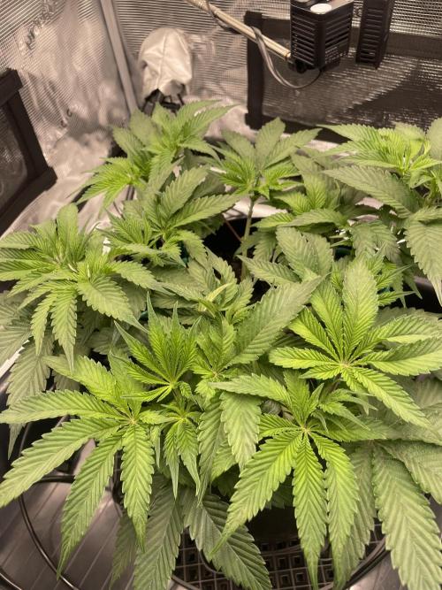 First 🌱💚. Week 6