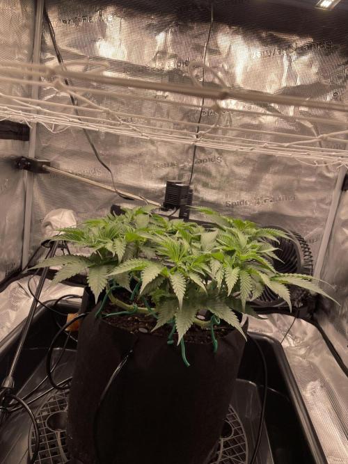 First 🌱💚. Week 6