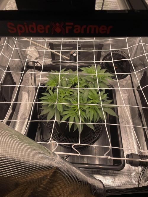 First 🌱💚. Week 6