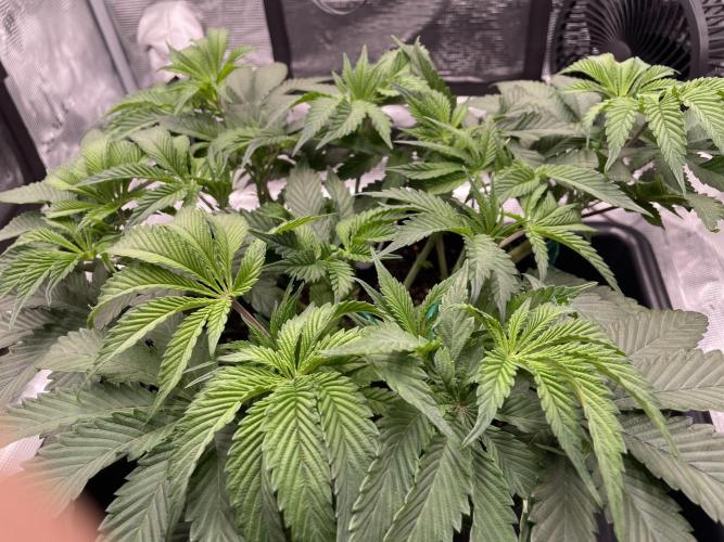 First 🌱💚. Week 7