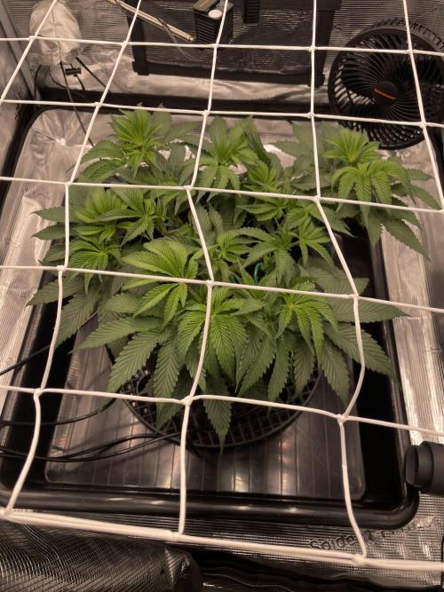 First 🌱💚. Week 7