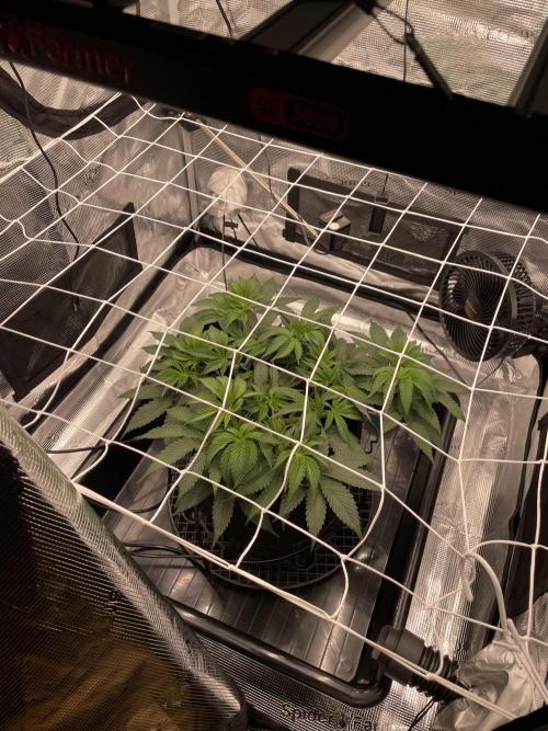 First 🌱💚. Week 7