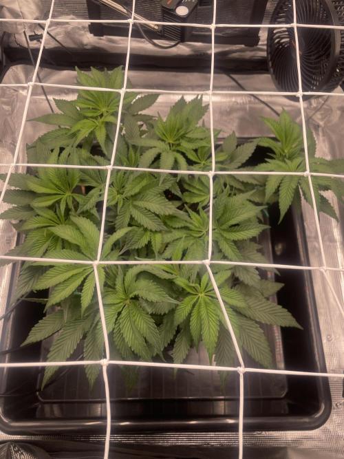 First 🌱💚. Week 7