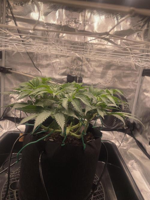 First 🌱💚. Week 7