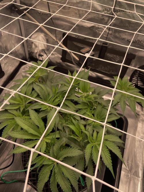 First 🌱💚. Week 7