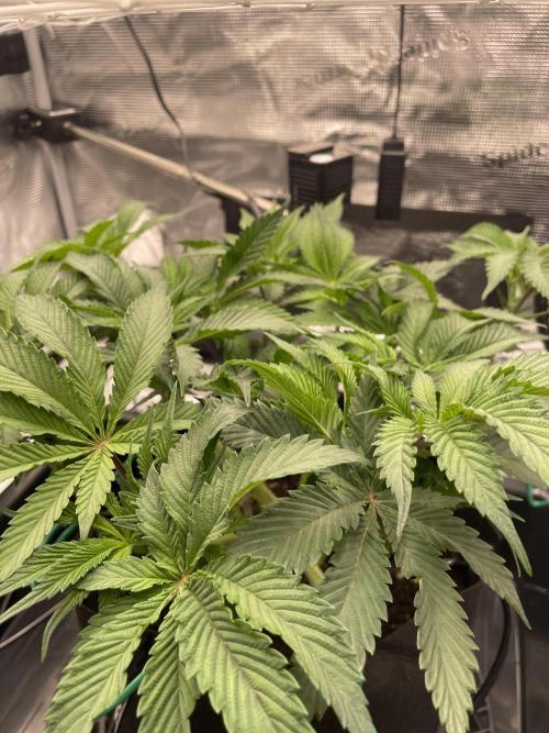 First 🌱💚. Week 7