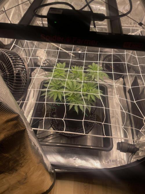 First 🌱💚. Week 7