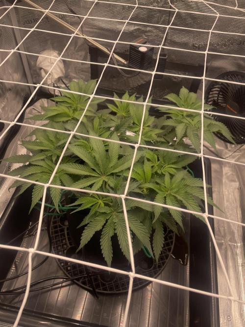 First 🌱💚. Week 7