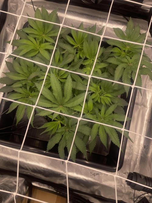 First 🌱💚. Week 7