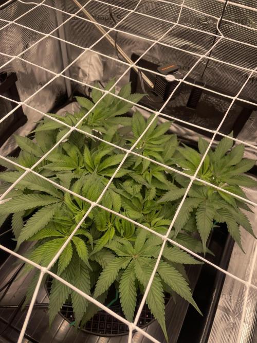 First 🌱💚. Week 7