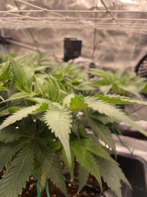 First 🌱💚. Week 7